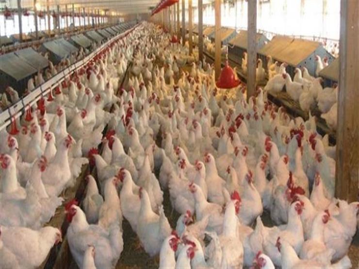 تحسن أوضاع دجاج مزرعة بإنجلترا بعد نشر فيديو يوثق حياتهم المزرية تحسن أوضاع دجاج مزرعة بإنجلترا بعد نشر فيديو يوثق حياتهم المزرية