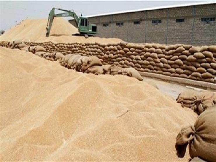 بدء موسم توريد القمح في المنيا بدء موسم توريد القمح في المنيا