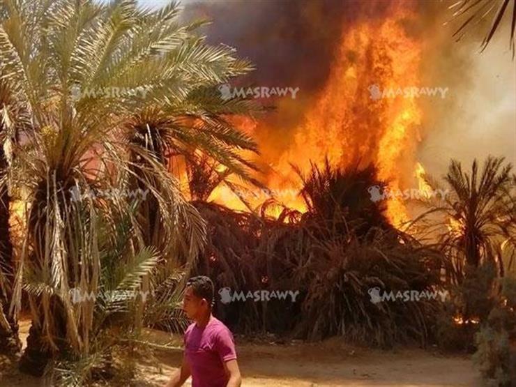 إخماد حريقين بمزارع نخيل في الداخلة والفرافرة إخماد حريقين بمزارع نخيل في الداخلة والفرافرة