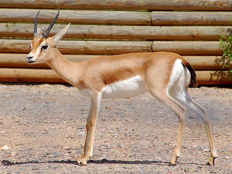  pronghorn 