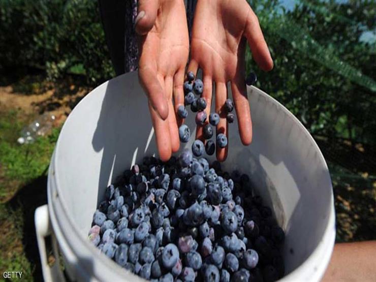 %250 زيادة في الطلب على التوت الأزرق بهولندا في 5 سنوات %250 زيادة في الطلب على التوت الأزرق بهولندا في 5 سنوات