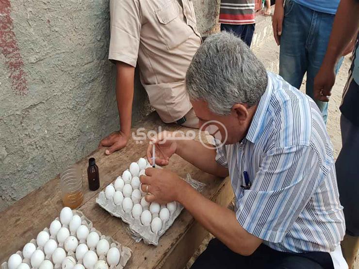ثعابين البحيرة اختفت.. ورئيس المحمودية: أكلت البيض وماتت داخل جحورها ثعابين البحيرة اختفت.. ورئيس المحمودية: أكلت البيض وماتت داخل جحورها