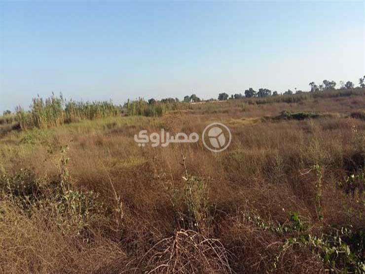 "مصراوي" داخل أوكار الثعابين بالبحيرة.. هنا ترتع وتتكاثر وتخرج لتشن هجماتها "مصراوي" داخل أوكار الثعابين بالبحيرة.. هنا ترتع وتتكاثر وتخرج لتشن هجماتها