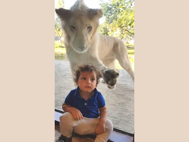 أسد يحاول مهاجمة طفل في حديقة سفاري في دبي (فيديو) أسد يحاول مهاجمة طفل في حديقة سفاري في دبي (فيديو)