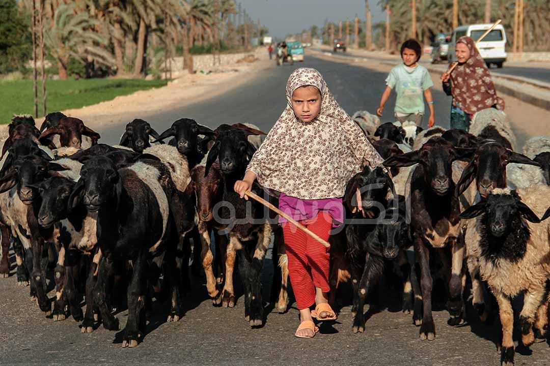 أمراض تسببها ملامسة الطفل لفروة الخروف.. بينها الجرب أمراض تسببها ملامسة الطفل لفروة الخروف.. بينها الجرب