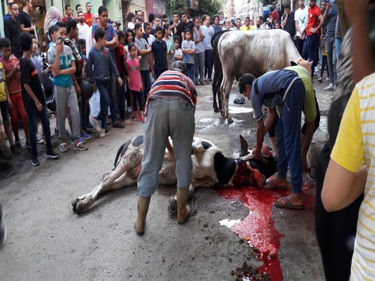 هل مشاهدة الأطفال لذبح الأضحية آمن؟.. طبيب نفسي يجيب هل مشاهدة الأطفال لذبح الأضحية آمن؟.. طبيب نفسي يجيب