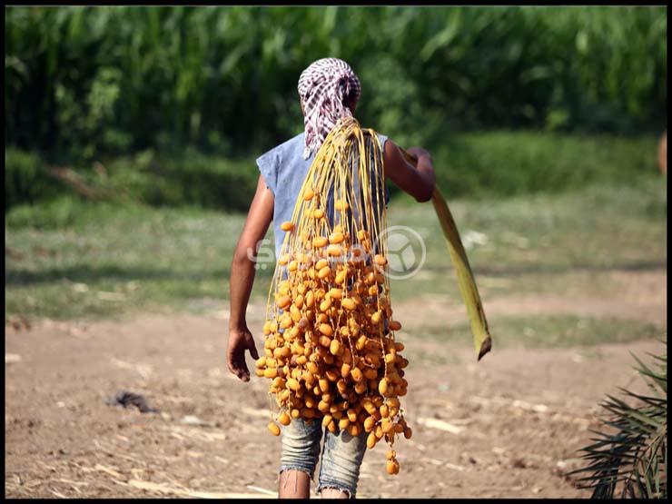 بين السماء والأرض.. مهمة حصاد "البلح" في المرازيق (فيديو وصور) بين السماء والأرض.. مهمة حصاد "البلح" في المرازيق (فيديو وصور)