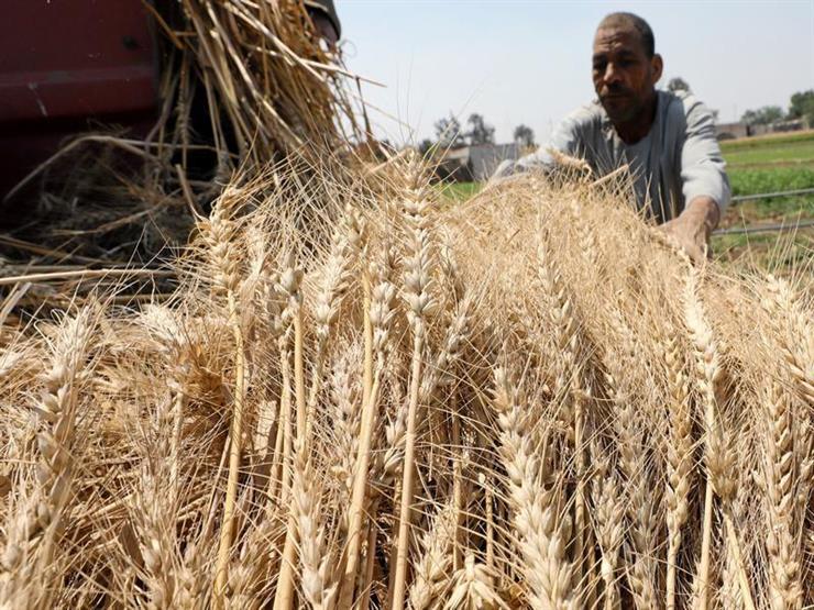 تقرير أمريكي يتوقع ارتفاع واردات مصر من القمح خلال الموسم الجاري تقرير أمريكي يتوقع ارتفاع واردات مصر من القمح خلال الموسم الجاري