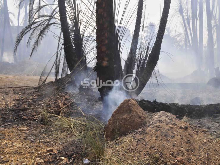 السيطرة علي حريق شب في 25 نخلة بجوار كلية الزراعة بمشتهر السيطرة علي حريق شب في 25 نخلة بجوار كلية الزراعة بمشتهر