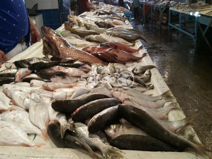 البلطي عند 22 جنيها.. أسعار السمك في سوق الجملة اليوم البلطي عند 22 جنيها.. أسعار السمك في سوق الجملة اليوم