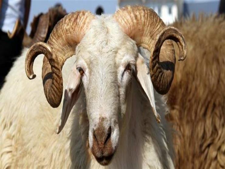4 عيوب تفسد الأضحية .. تعرف عليها من الأزهر للفتوى 4 عيوب تفسد الأضحية .. تعرف عليها من الأزهر للفتوى