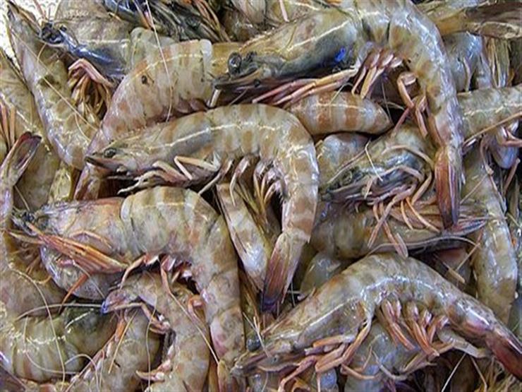 الجمبري يصل إلى 320 جنيهًا.. أسعار السمك في سوق الجملة اليوم الجمبري يصل إلى 320 جنيهًا.. أسعار السمك في سوق الجملة اليوم