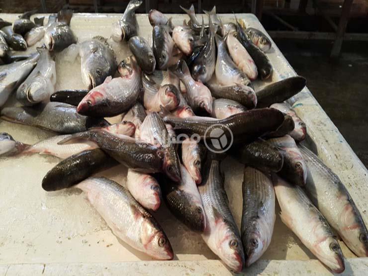 مباحث التموين تضبط 12 طن أسماك فاسدة الجيزة مباحث التموين تضبط 12 طن أسماك فاسدة الجيزة