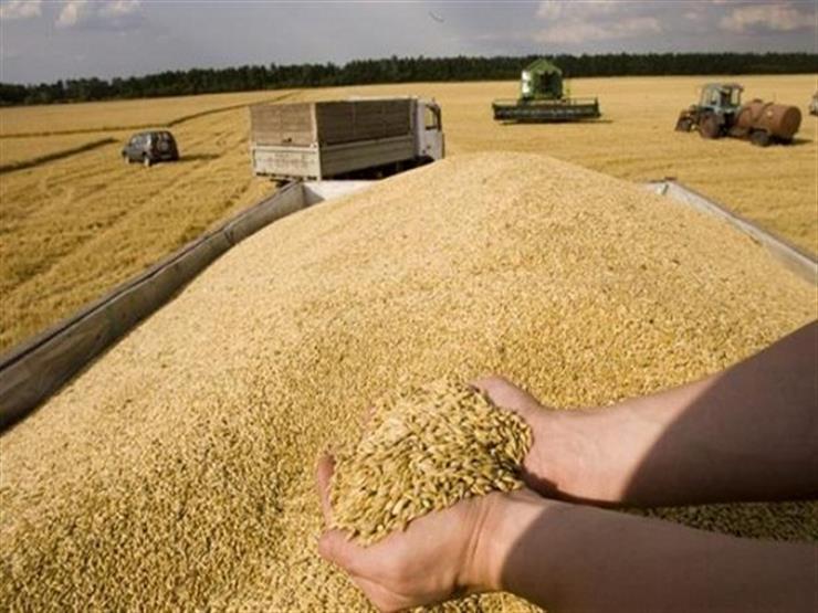 مصر تشتري 415 ألف طن قمح روسي مصر تشتري 415 ألف طن قمح روسي