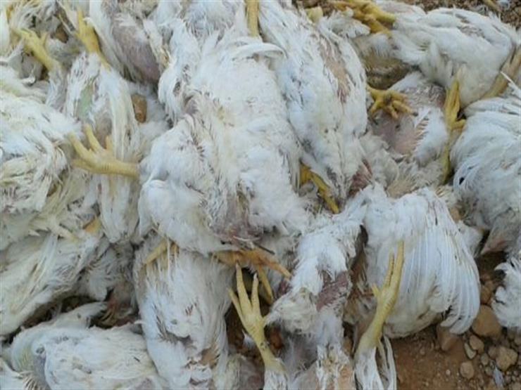 ضبط سيارة محملة بدجاج نافق قبل بيعه للجمهور في البحيرة ضبط سيارة محملة بدجاج نافق قبل بيعه للجمهور في البحيرة