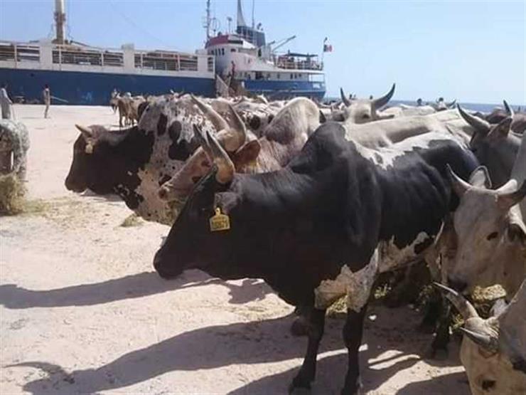الزراعة تحظر استيراد الماشية السودانية الزراعة تحظر استيراد الماشية السودانية