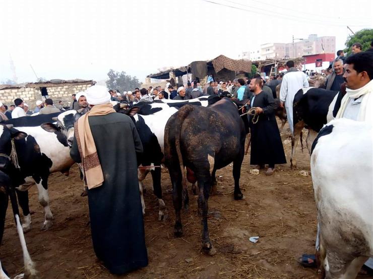 لمساعدة صغار المربين.. "الزراعة" تدشن حملة مكثفة لترقيم وحصر الثروة الحيوانية لمساعدة صغار المربين.. "الزراعة" تدشن حملة مكثفة لترقيم وحصر الثروة الحيوانية