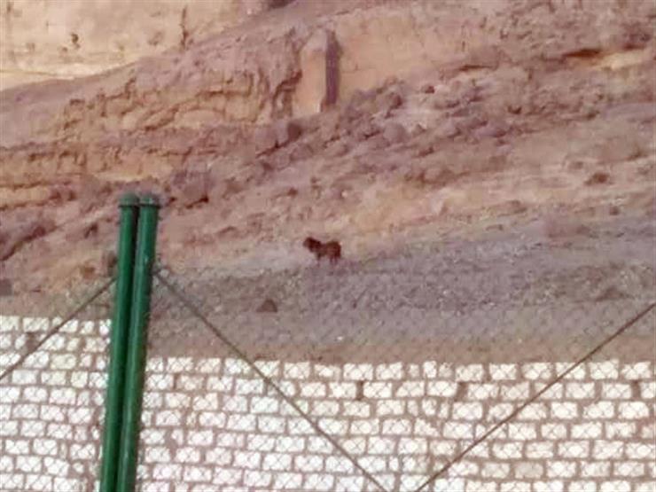 إجراءات بأسيوط بعد ظهور حيوان يشبه الأسد بقمة جبل المعابدة - صور إجراءات بأسيوط بعد ظهور حيوان يشبه الأسد بقمة جبل المعابدة - صور