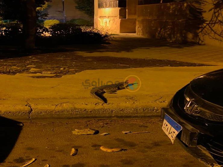 "تمساح في نص الشارع".. تفاصيل صورة أثارت رعب أهالي أكتوبر "تمساح في نص الشارع".. تفاصيل صورة أثارت رعب أهالي أكتوبر