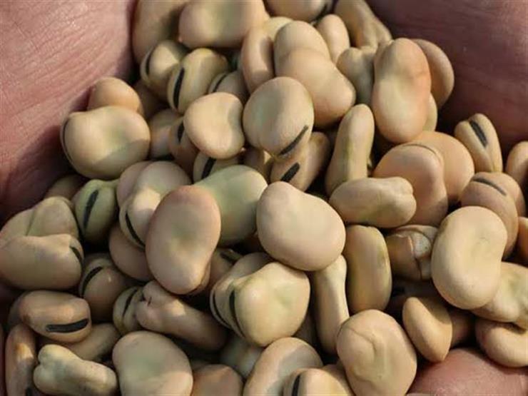 شعبة الغلال: ارتفاع أسعار الفول البلدي في الأسواق بسبب نقص المعروض شعبة الغلال: ارتفاع أسعار الفول البلدي في الأسواق بسبب نقص المعروض