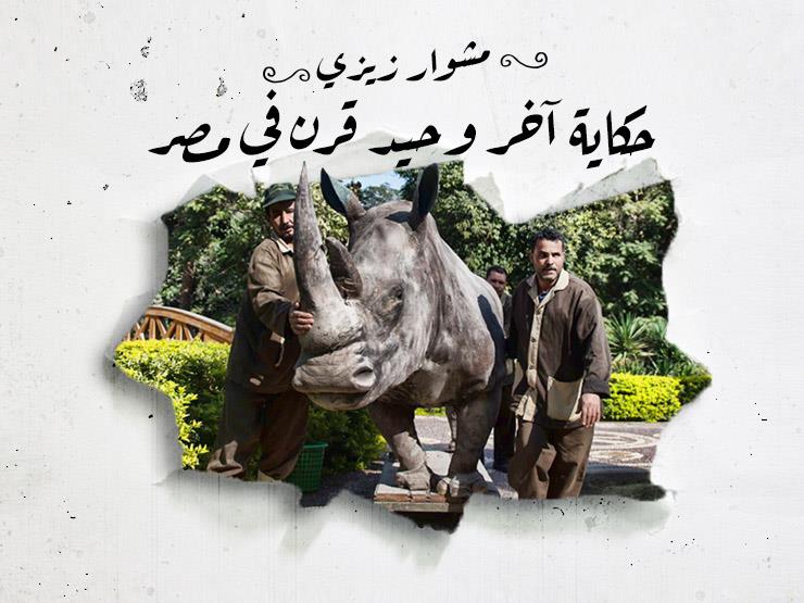مشوار زيزي.. حكاية آخر وحيد قرن في مصر| ملف خاص مشوار زيزي.. حكاية آخر وحيد قرن في مصر| ملف خاص
