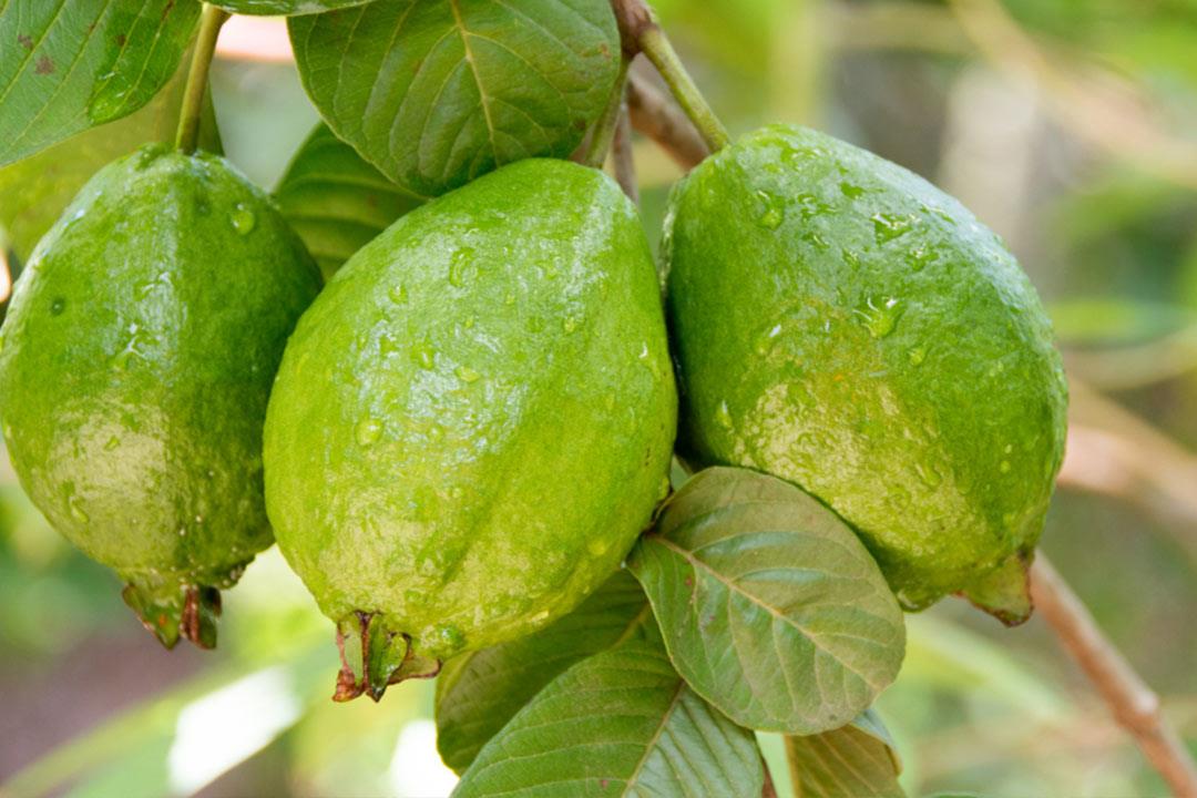 10 فوائد متنوعة للجوافة (انفوجراف) 10 فوائد متنوعة للجوافة (انفوجراف)