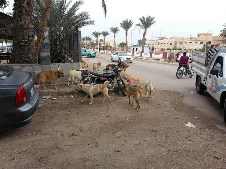 نواب يطالبون بمواجهة الحيوانات الضالة: "حماية الإنسان أهم من حق الحيوان" نواب يطالبون بمواجهة الحيوانات الضالة: "حماية الإنسان أهم من حق الحيوان"