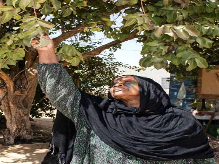"كأني أمها".. 30 عاما من المحبة بين سيدة نوبية وشجرة جوافة (صور) "كأني أمها".. 30 عاما من المحبة بين سيدة نوبية وشجرة جوافة (صور)