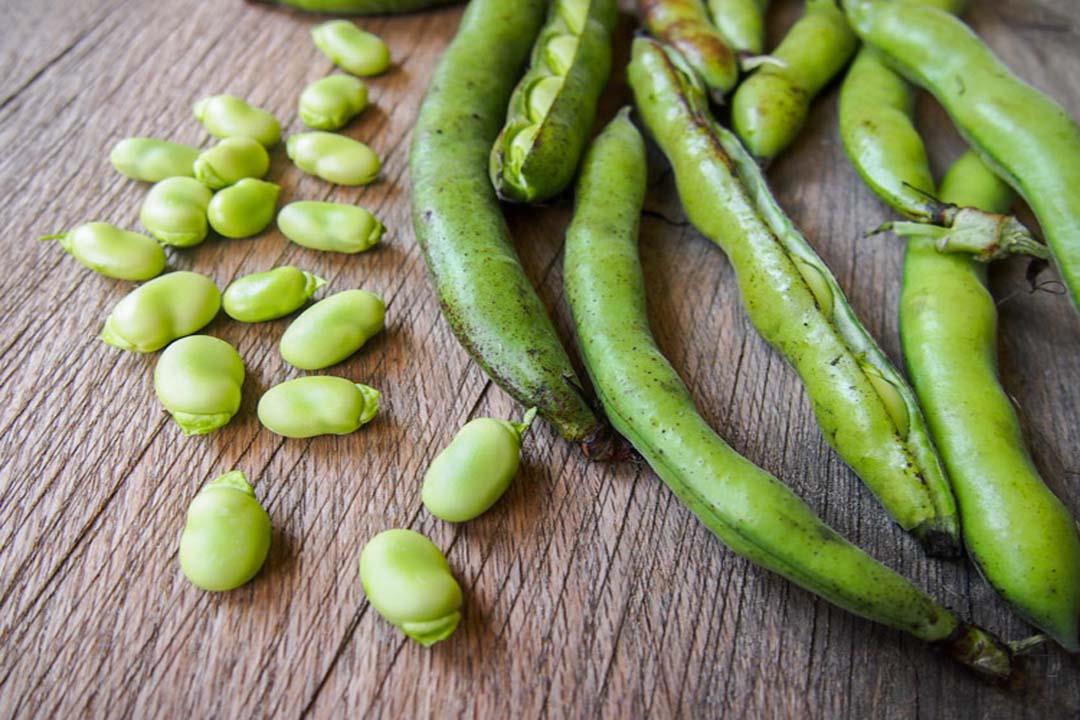 فوائد لاتتوقعها للفول الأخضر فوائد لاتتوقعها للفول الأخضر