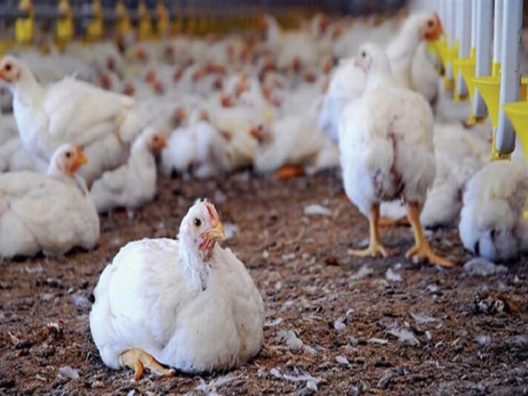 هل ظهرت سلالة جديدة من أنفلونزا الطيور بمصر الزراعة ت جيب مصراوى