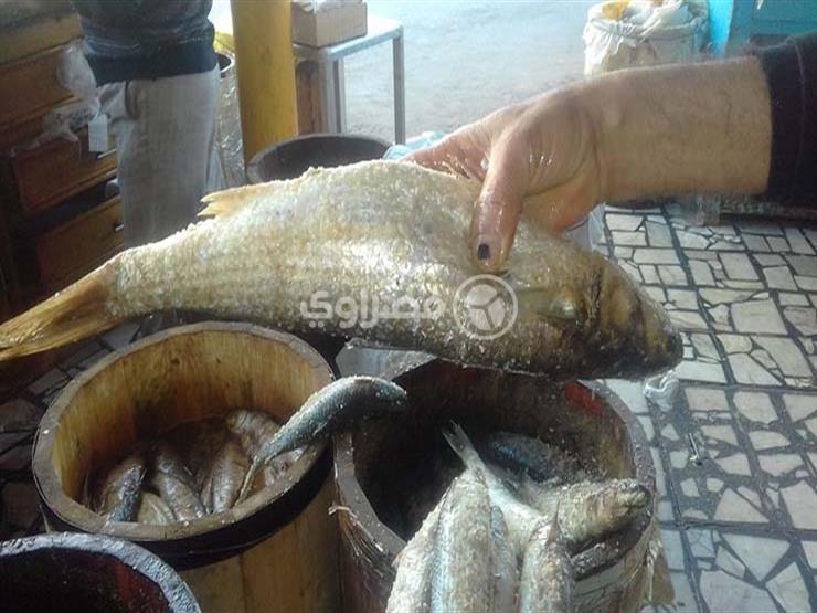 بمناسبة شم النسيم.. 20 جنيهًا زيادة في أسعار الفسيخ واستقرار الرنجة والملوحة بمناسبة شم النسيم.. 20 جنيهًا زيادة في أسعار الفسيخ واستقرار الرنجة والملوحة