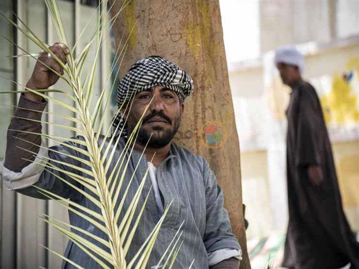 من جاور الاستفتاء.. بائعو السعف يفترشون بجانب اللجان الانتخابية من جاور الاستفتاء.. بائعو السعف يفترشون بجانب اللجان الانتخابية