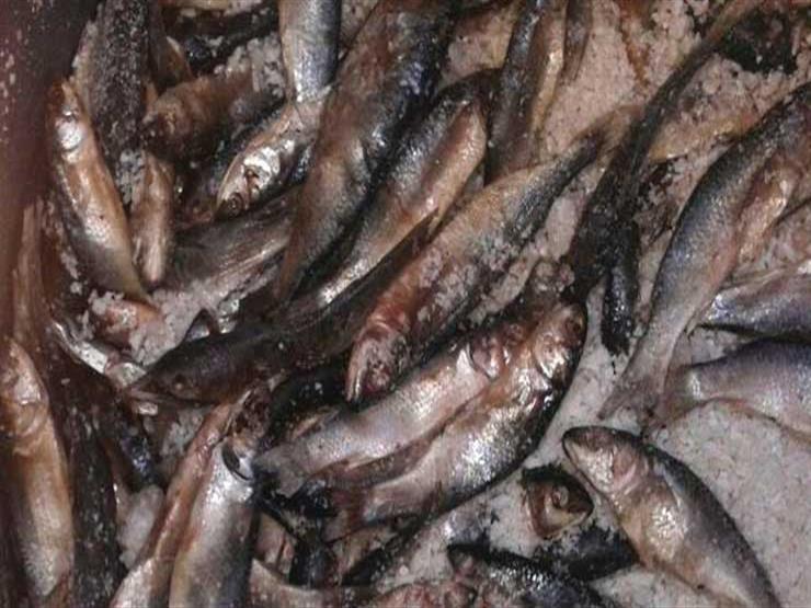 مباحث التموين تضبط 2 طن فسيخ فاسدة في الجيزة مباحث التموين تضبط 2 طن فسيخ فاسدة في الجيزة