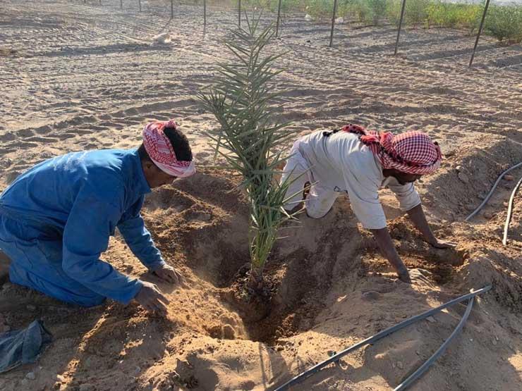 على مساحة 200 ألف فدان.. تفاصيل المرحلة الأولى من مبادرة زراعة النخيل بالوادي الجديد على مساحة 200 ألف فدان.. تفاصيل المرحلة الأولى من مبادرة زراعة النخيل بالوادي الجديد