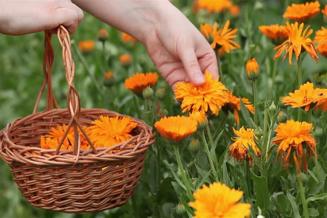 تسببت في تورمها.. أطباء ينجحون في إزالة 4 حشرات من عين فتاة تسببت في تورمها.. أطباء ينجحون في إزالة 4 حشرات من عين فتاة