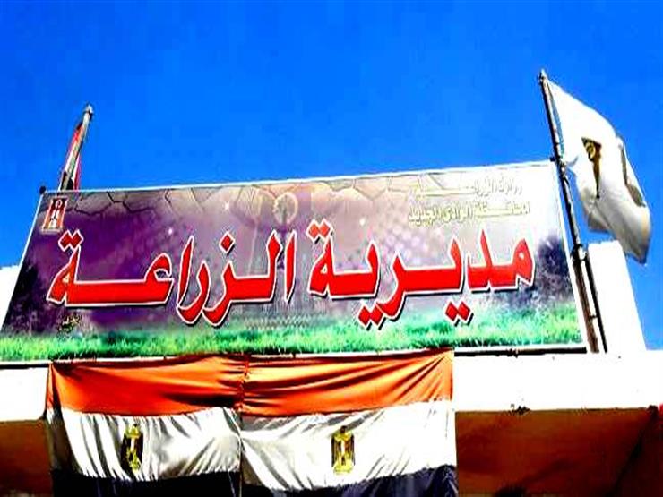 بأسعار مخفضة .. "زراعة الوادي الجديد" تطرح شتلات الفاكهة بأسعار مخفضة .. "زراعة الوادي الجديد" تطرح شتلات الفاكهة
