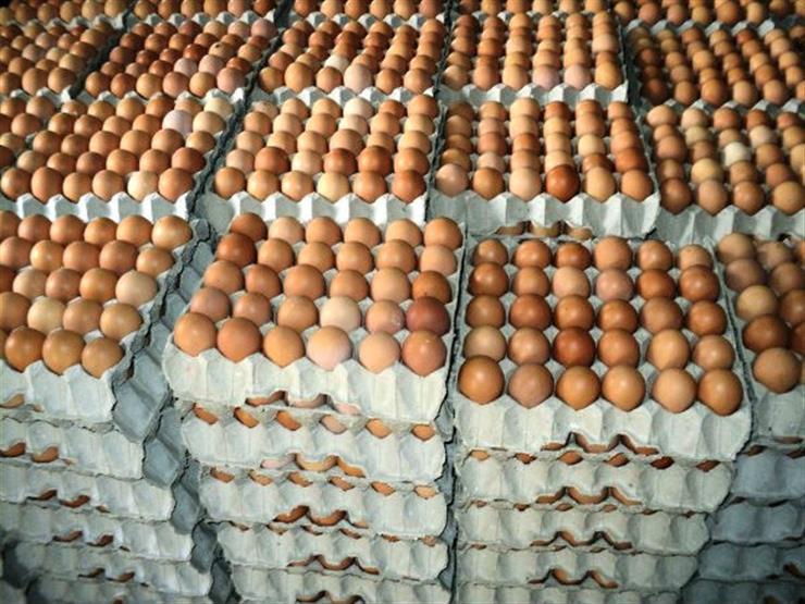 كرتونة البيض تتراجع 9 جنيهات وانخفاض طفيف في أسعار الدواجن كرتونة البيض تتراجع 9 جنيهات وانخفاض طفيف في أسعار الدواجن
