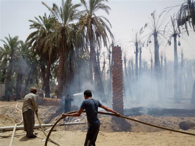 نفوق طيور وتفحم أشجار نخيل في حريقي واحة الداخلة نفوق طيور وتفحم أشجار نخيل في حريقي واحة الداخلة