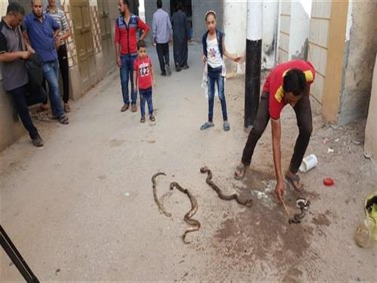 كيف تؤمن منزلك وتحمي أسرتك من لدغات الثعابين الهاربة في حرارة الصيف؟ كيف تؤمن منزلك وتحمي أسرتك من لدغات الثعابين الهاربة في حرارة الصيف؟