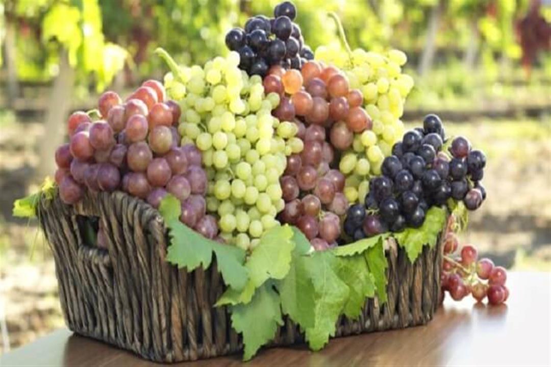يخفض ضغط الدم.. 7 فوائد صحية للعنب (انفوجراف) يخفض ضغط الدم.. 7 فوائد صحية للعنب (انفوجراف)