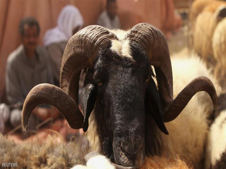 امتنع الزوج عن الأضحية فهل يجوز لزوجته أن تقوم بها؟.. علي جمعة يجيب امتنع الزوج عن الأضحية فهل يجوز لزوجته أن تقوم بها؟.. علي جمعة يجيب