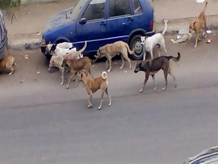 كلب مسعور يعقر 4 أشخاص في كفر الشيخ كلب مسعور يعقر 4 أشخاص في كفر الشيخ