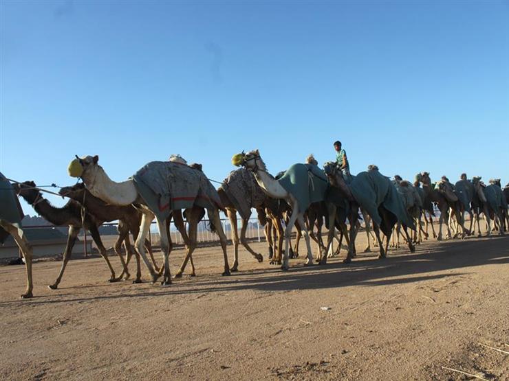 معسكر لـ"الهجن" بنويبع استعدادًا لسباق ولي العهد السعودي معسكر لـ"الهجن" بنويبع استعدادًا لسباق ولي العهد السعودي