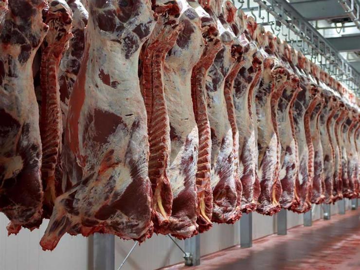 افتتاح منفذين لبيع لحوم الأضاحي بالعريش وبئر العبد افتتاح منفذين لبيع لحوم الأضاحي بالعريش وبئر العبد