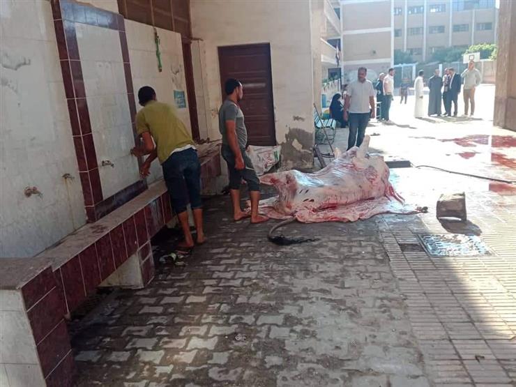 أراد استغلال مياه الحمامات.. مواطن يذبح أضحيته داخل مدرسة في القليوبية أراد استغلال مياه الحمامات.. مواطن يذبح أضحيته داخل مدرسة في القليوبية