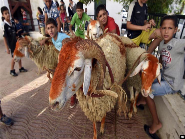 خطف الخروف وتكحيل عيونه.. أغرب احتفالات عيد الأضحى خطف الخروف وتكحيل عيونه.. أغرب احتفالات عيد الأضحى