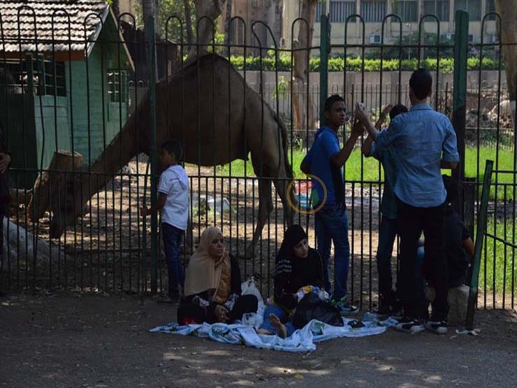 بـ5 جنيهات فقط.. كيف استمتع زوار حديقة الحيوان بعيد الأضحى؟ -فيديو بـ5 جنيهات فقط.. كيف استمتع زوار حديقة الحيوان بعيد الأضحى؟ -فيديو