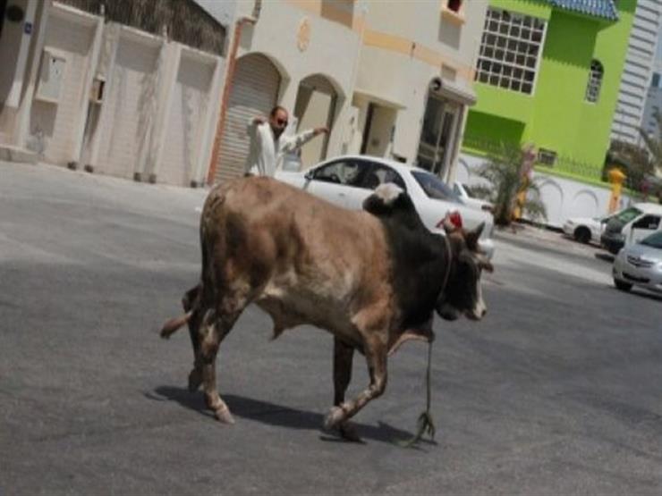 "العجل الهائج" يقتل طفلًا ويصيب عمه وابنة أخيه في الشرقية "العجل الهائج" يقتل طفلًا ويصيب عمه وابنة أخيه في الشرقية