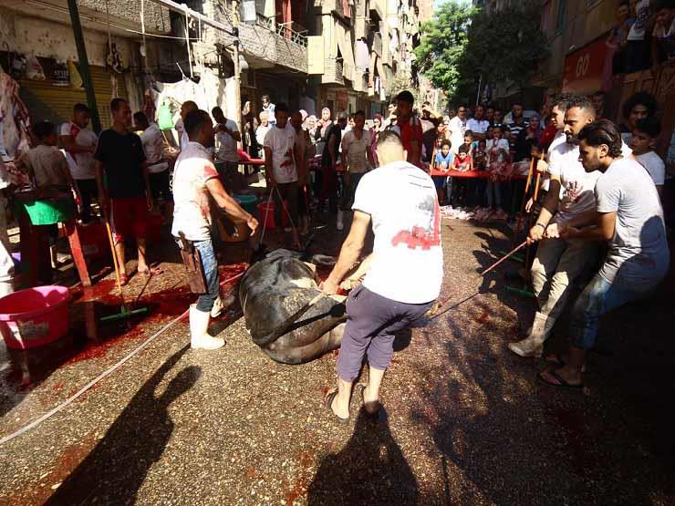 الزراعة: ذبح أكثر من 11 ألف أضحية مجانا خلال عيد الأضحى الزراعة: ذبح أكثر من 11 ألف أضحية مجانا خلال عيد الأضحى