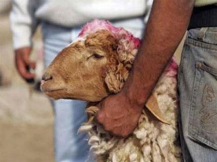 #فتاوى_الأضحية: هل يحرم على المضحي الأخذ من شعره وأظافره؟ #فتاوى_الأضحية: هل يحرم على المضحي الأخذ من شعره وأظافره؟